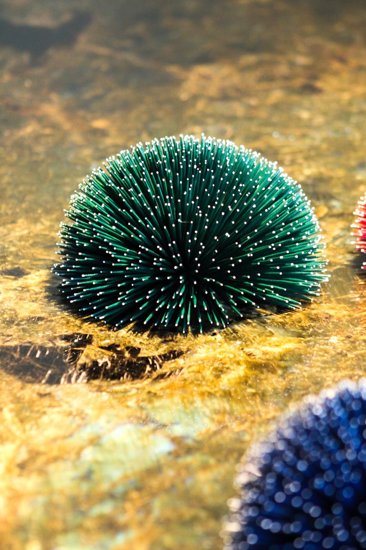 SEA URCHIN