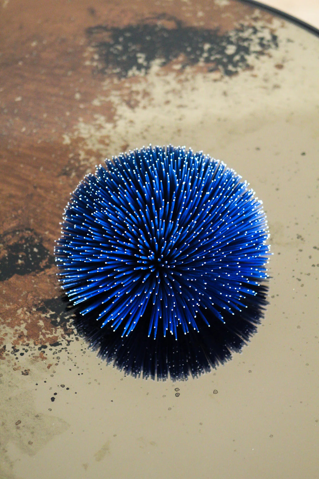 SEA URCHIN