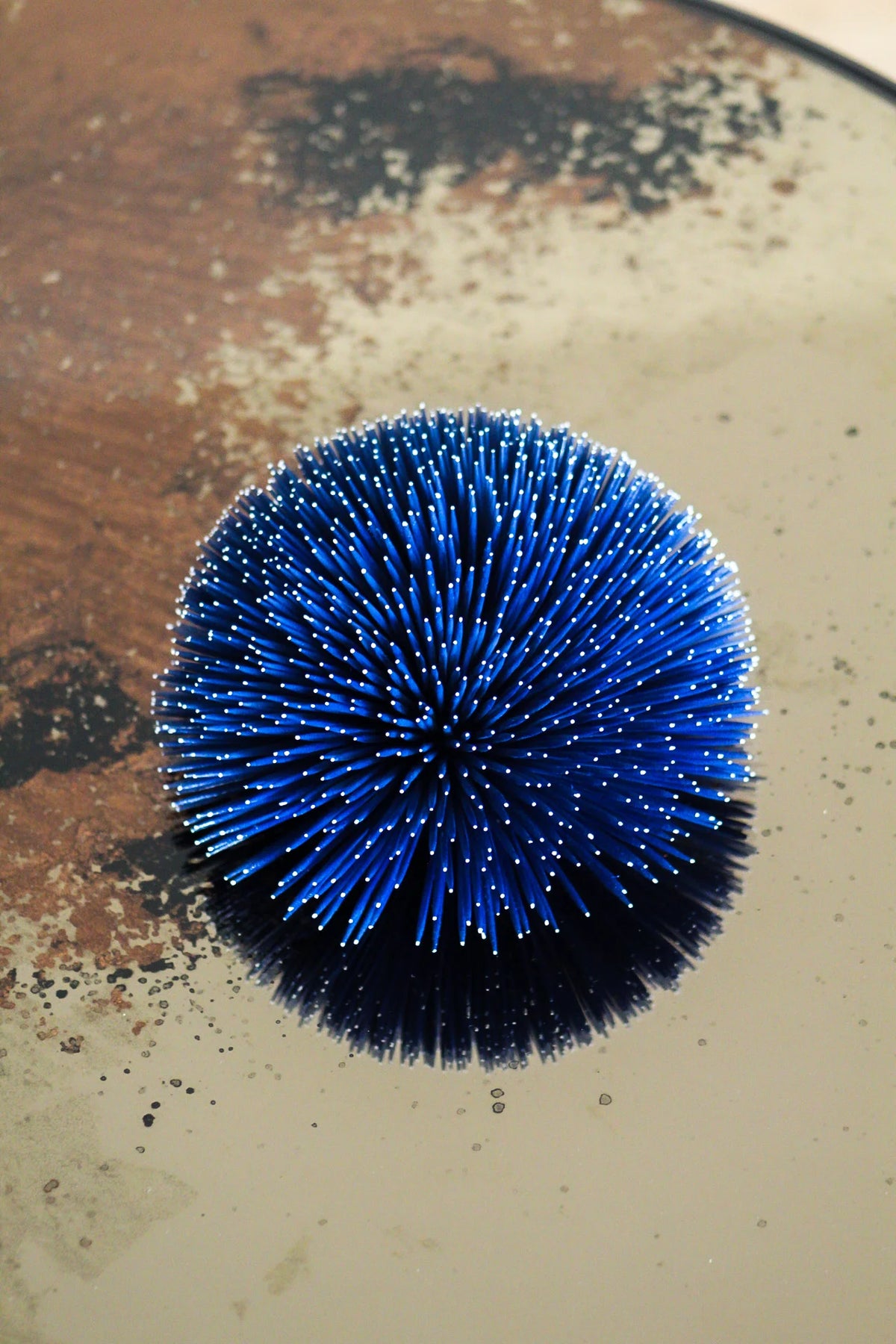 SEA URCHIN