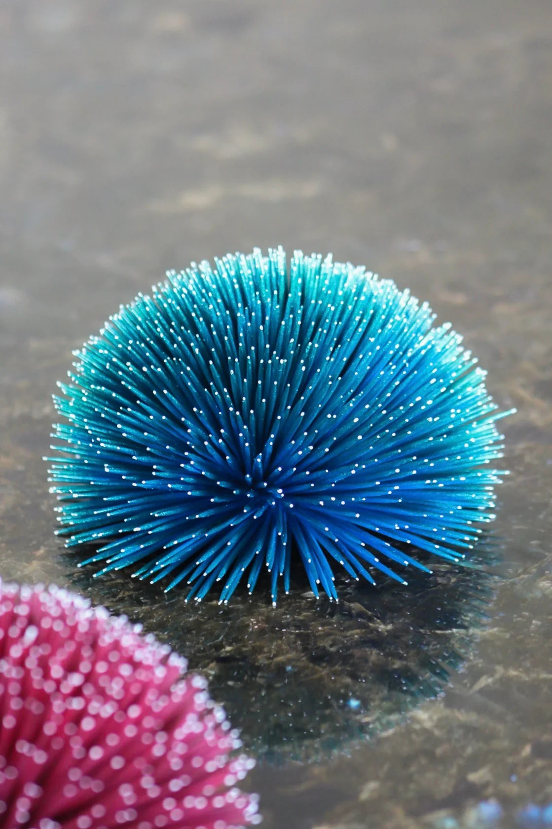 SEA URCHIN
