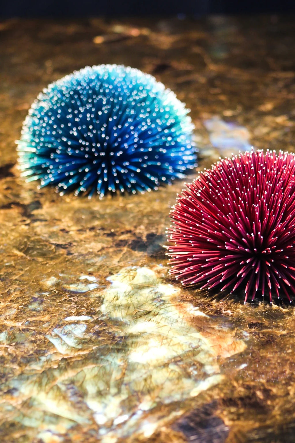 SEA URCHIN