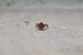 ANELLO FEDE CEMENTINA