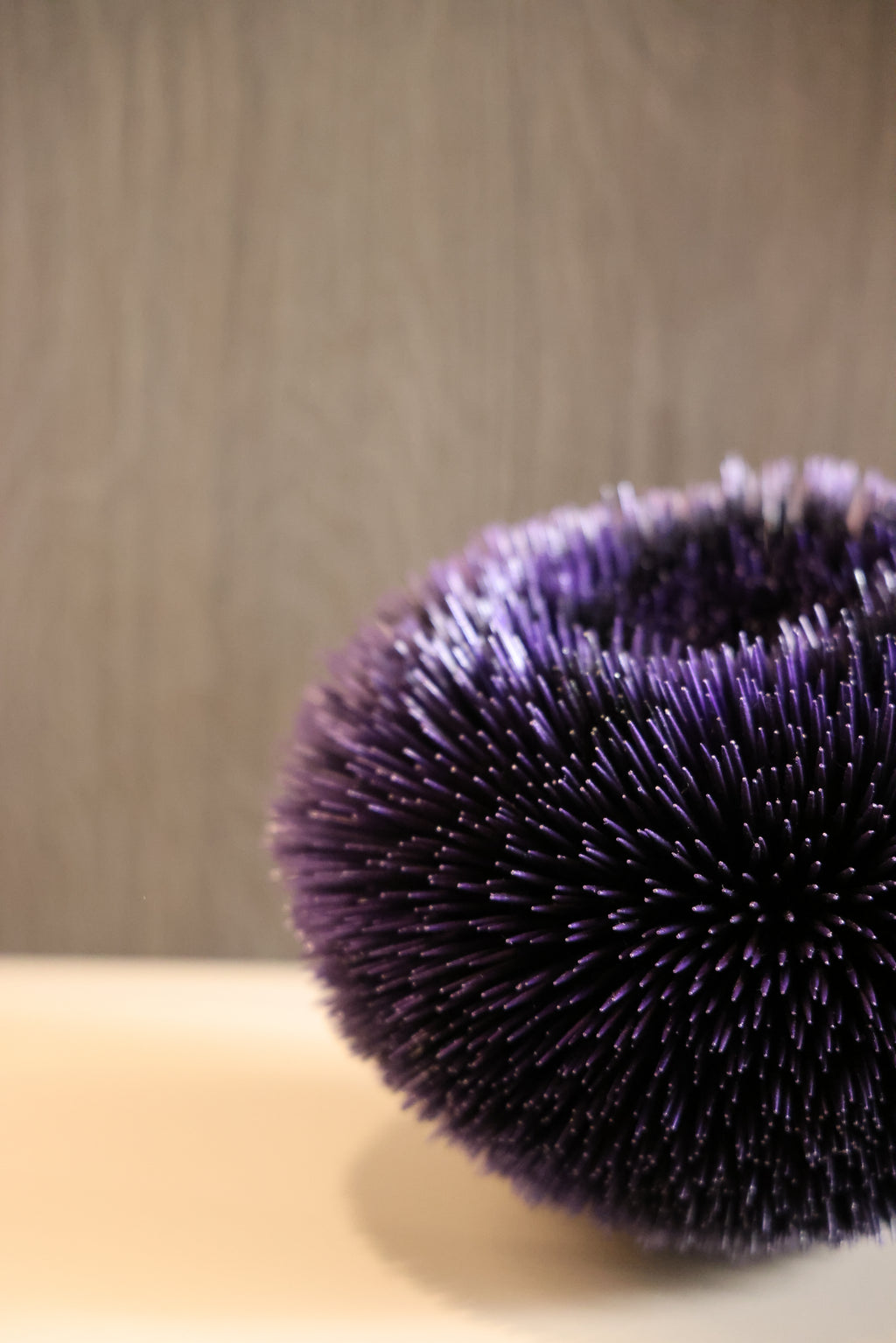 ALBISA SEA URCHIN