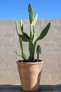 VASO IN TERRACOTTA
